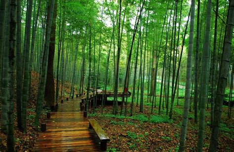 Le Pavillon de la Forêt de Bambous: une oasis de sérénité au cœur de Changsha !